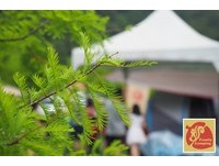 水球战、做米粉　台中樱花鸟森林玩亲子露营！