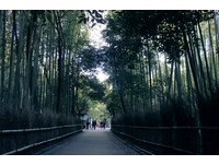 台版“岚山竹林小径”在这！精选全台3处竹海秘境