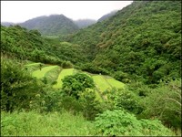 花莲原民部落新玩法！看隐身山林间的绝美“天空梯田”