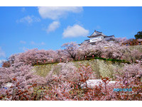 绝美！1000颗樱花树环绕　日本津山城一片粉红