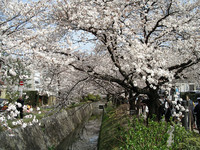 日本樱花新预测！东京4月初满开　大阪、京都4月中最美