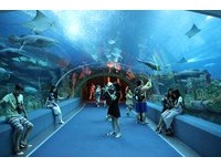 全球最大海洋乐园展出2万只生物　长隆：鲸鲨是NO.1