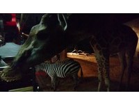 睡不着就这样玩！清迈夜间动物园　体验亲手喂食长颈鹿