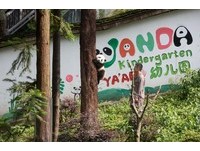 黑白相间的Panda Power万人迷！四川看熊猫才是要紧事