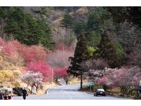 武陵樱花季来了！宜兰三星出发1月16日预购