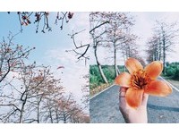橘红色木棉花绽放！　二林木乡间小道化身绝美橘色隧道