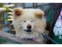 憨憨笑的日本明星犬“Wasao”　与老婆出任观光站长