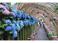 从绣球花走廊走进世外桃源！南庄山中咖啡馆的秘密花园