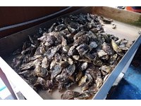 澎湖不养牛羊的海洋牧场！体验挥杆钓鱼、牡蛎吃到饱