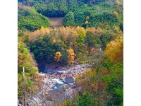 吊桥、溪谷、满满的枫林如诗如画　北台湾绝美赏枫秘境