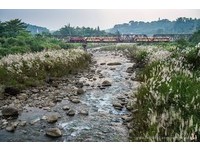 意境照绝美景点！嘉义竹崎车站“甜根子草”满开