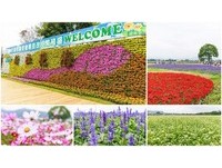 2017新社花海全攻略！期间限定拥抱粉嫩大波斯菊、鼠尾草