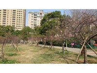 樱花树下野餐去！春神捎来粉色讯息　新竹公园樱花开