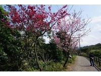 一万六千棵樱花开满三芝　“移动森林”成最夯赏樱秘境