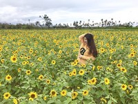 仿佛置身金黄国度！花莲5万株向日葵花海免费拍到爽