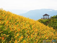 抓住夏天的尾巴！台东一大片金黄“金针花”海