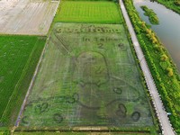 台南免费景点！5色彩稻打造“蛋黄哥彩绘田”空拍看超萌