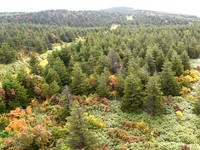 日本东北枫红绝美！搭缆车上藏王山眺望满山红叶