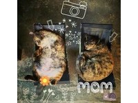 老街店猫有专属“猫躺椅”　5公斤肥肚腩成坪林新亮点