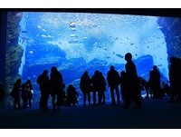 日本东北最大水族馆必看5重点　“沙丁鱼龙卷风”超震撼