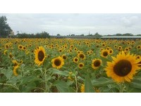 桃园免费景点　一大片“向日葵”花海正美！