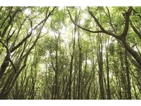 森林系女孩必去！济州岛当地限定3处特色森林
