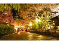 游客太多！京都必看赏樱盛事“yG园夜樱点灯”被迫取消