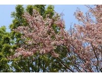 赏樱季最美闭幕式　高雄六龟区“泰国樱花”现在正美
