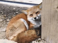 狐狸眯眼笑超疗愈　日本藏王狐狸村人气大爆发