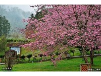 粉樱开遍山头！达人推荐“阿里山赏樱首选4地点”