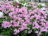“台北杜鹃花季”3月1日开跑　近50万株杜鹃点缀台北城