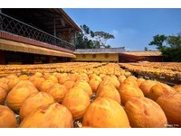 橘色暖阳般的秋天！一年一度新埔柿饼节21日登场