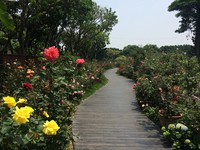 人气婚纱拍摄景点！北市新生玫瑰园花团锦簇、浪漫缤纷