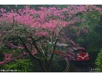 拍摄阿里山花季限定蒸汽火车穿越樱花海　这4个诀窍必看