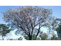 春季紫色恋曲！高雄劳工公园楝树浪漫绽放
