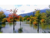 落羽松转红映衬湖面超浪漫！花莲秘境如身在印象派油画