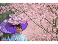 九族“樱花季”开跑！穿浴衣漫步樱花林像来到日本