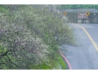 新北烘炉地另类下雪！一片纯白梅花盛开的唯美景致