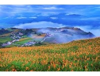 直击！花莲“六十石山金针花海”现在花况　8月底最美