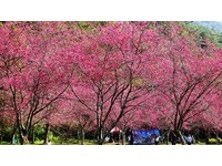 奥万大初春最美时！走步道赏飞瀑、绯红八重樱开满山头
