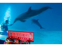 海豚妈妈第一次过母亲节　花莲海洋公园准备海鲜大餐！