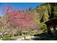 山樱花绽放约5成！把握赏花时间　台中八仙山百鸟齐鸣