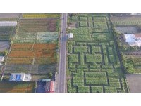 全台最大葵花田迷宫　2/5起高雄杉林区举行