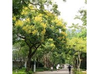 初秋绽放另一种金黄缤纷！精选台北市“赏栾树”景点