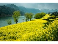 金色油菜花海与满谷杜鹃花　安徽花季四月登场