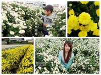 苗栗铜锣杭菊节！黄金、雪白花海只到12月中旬