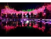 赏夜樱不用到日本　台湾这6个地方也看得到