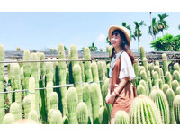 网美最新打卡景点！彰化田尾公路花园　一大片仙人掌奇景