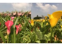上万株海芋打造的浪漫视野　桃园彩色海芋季延展至21日