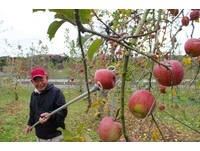 草莓吃到饱、苹果园免费入场！枥木益子町现采水果超狂